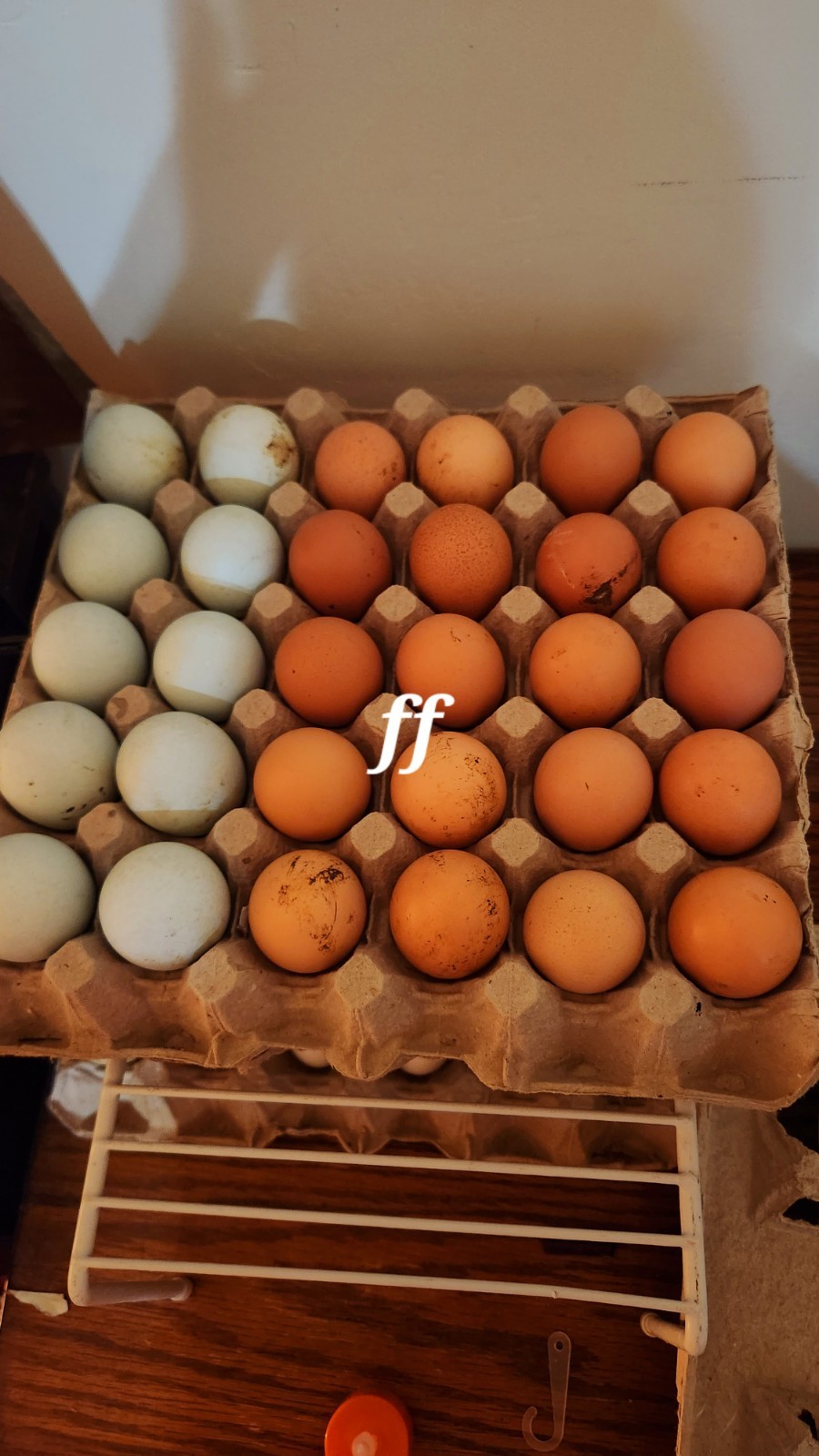 12Nacked Neck Hatching Eggs Fertile