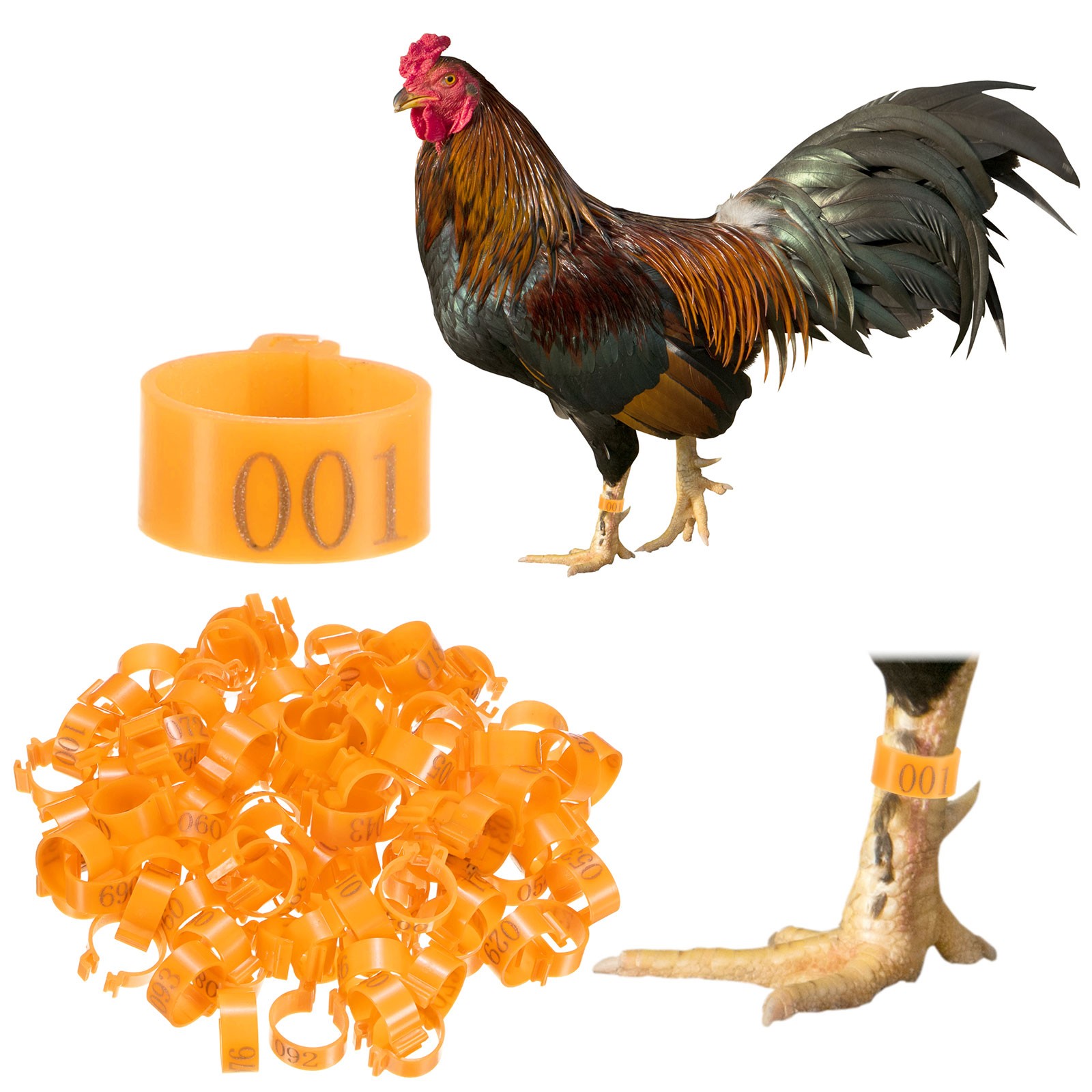 100-Pack Chickens Leg Bands, 16 mm Plastic Chicken Leg Rings [Orange]
