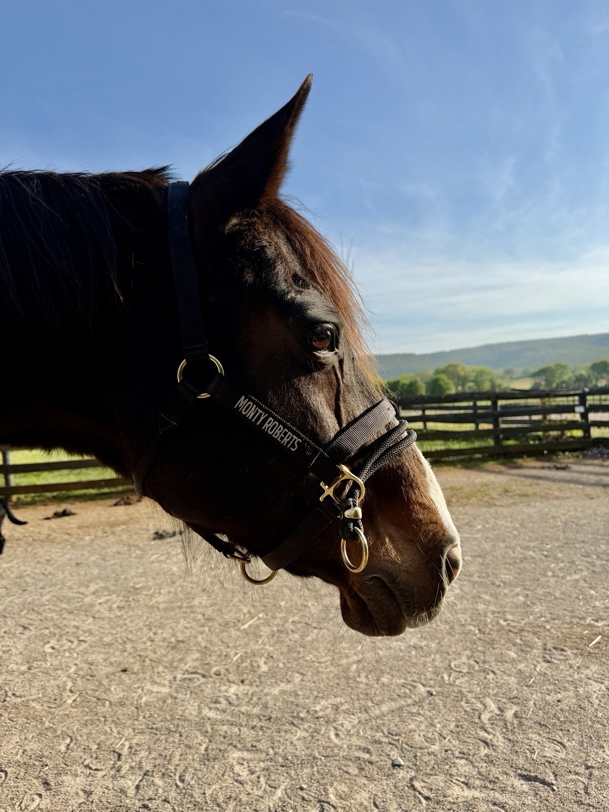 MONTY ROBERTS BLACK MEDIUM DUALLY TRAINING HALTER