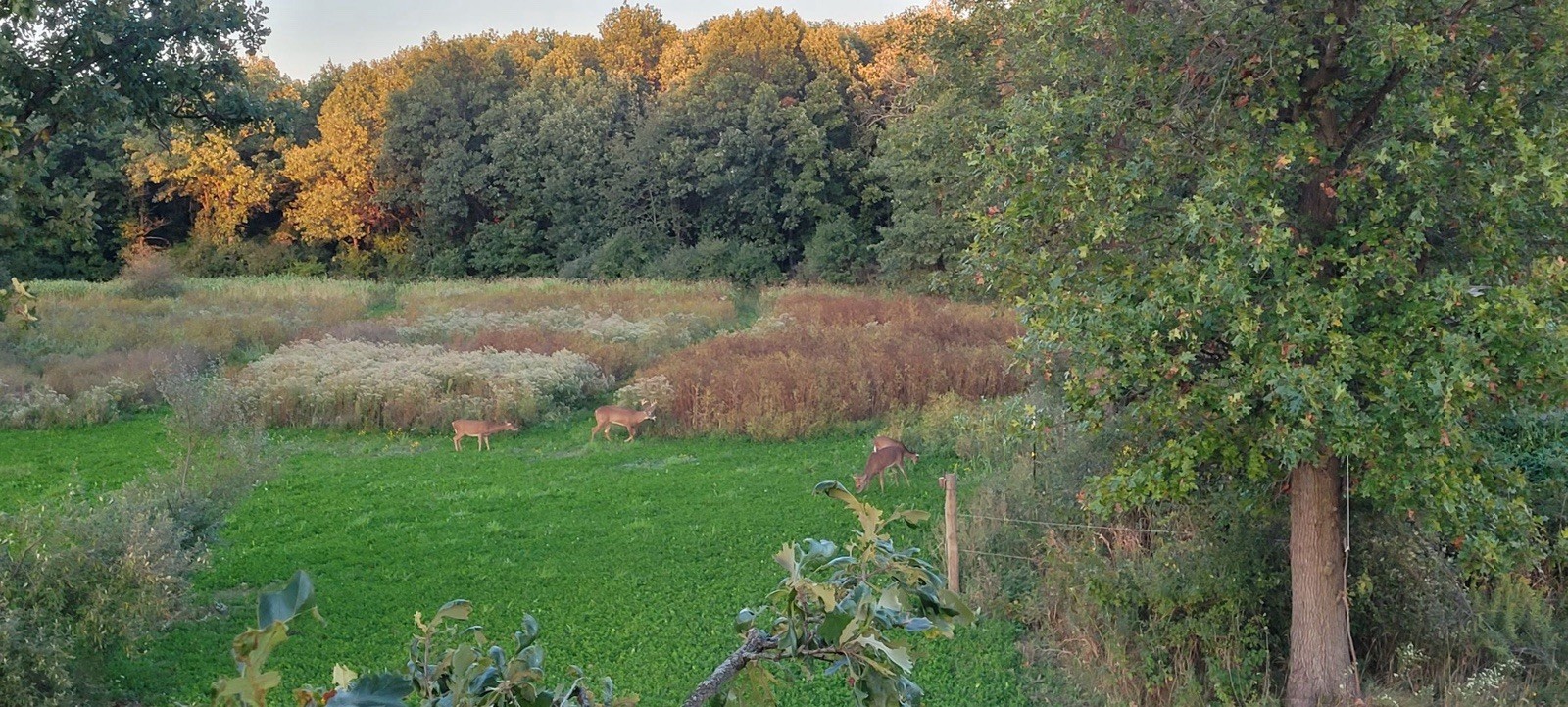 Annual Fall Food Plot Mix