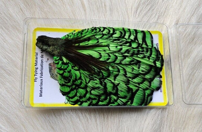 Lady Amherst Cape. Fly Tying Feather.  Color; Insect Green.. Grade "A"