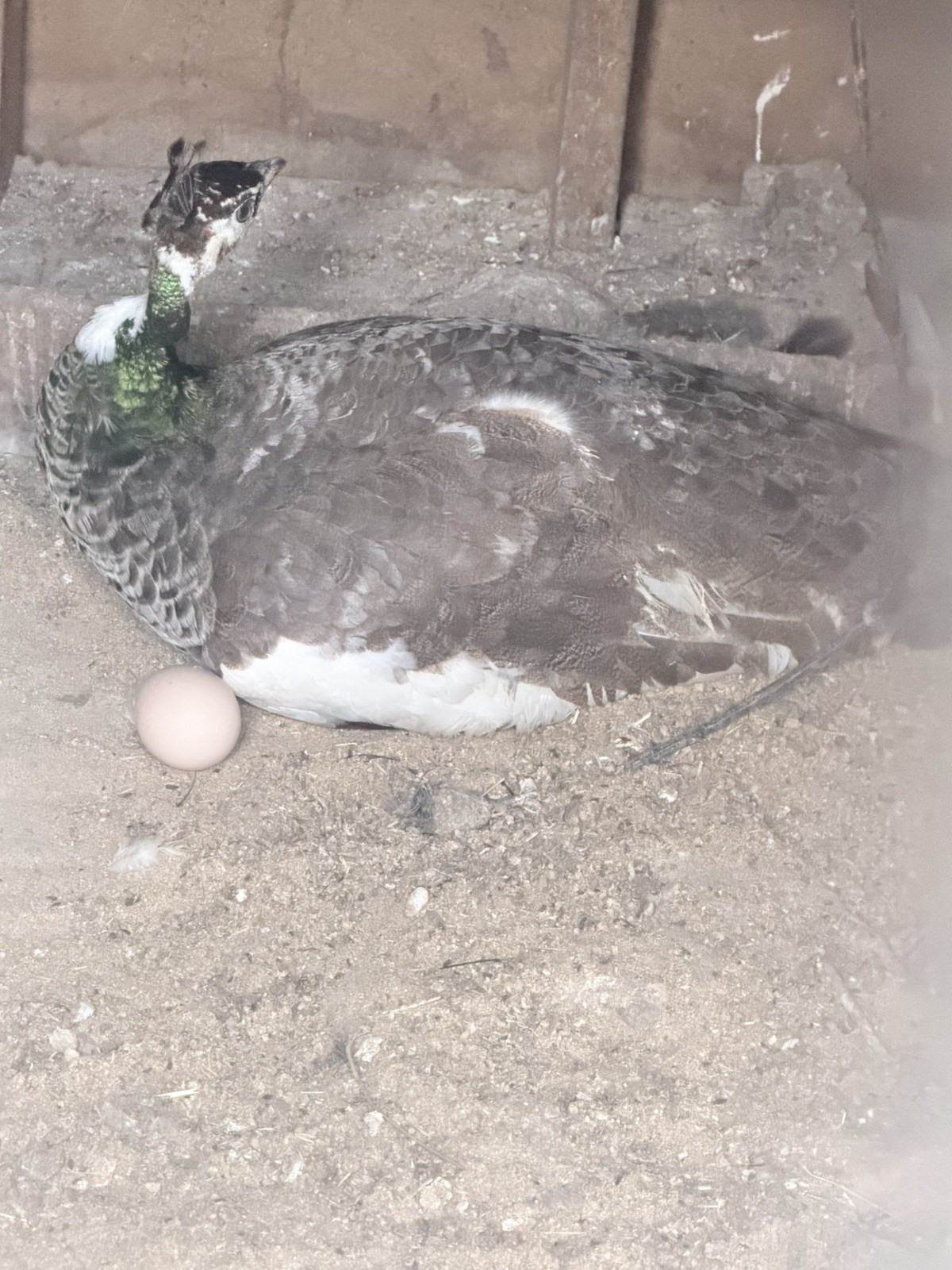 6 Peacock Peafowl Hatching eggs - Ready to ship