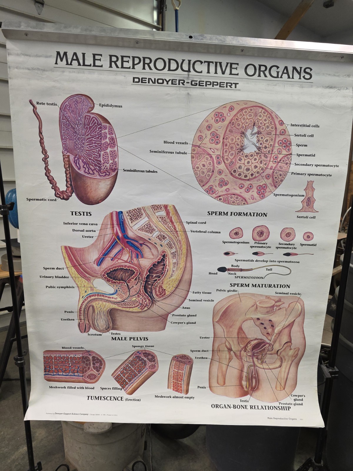 Denoyer Geppert Health Class Human Reproduction Flip Chart 8 Posters  36x44"