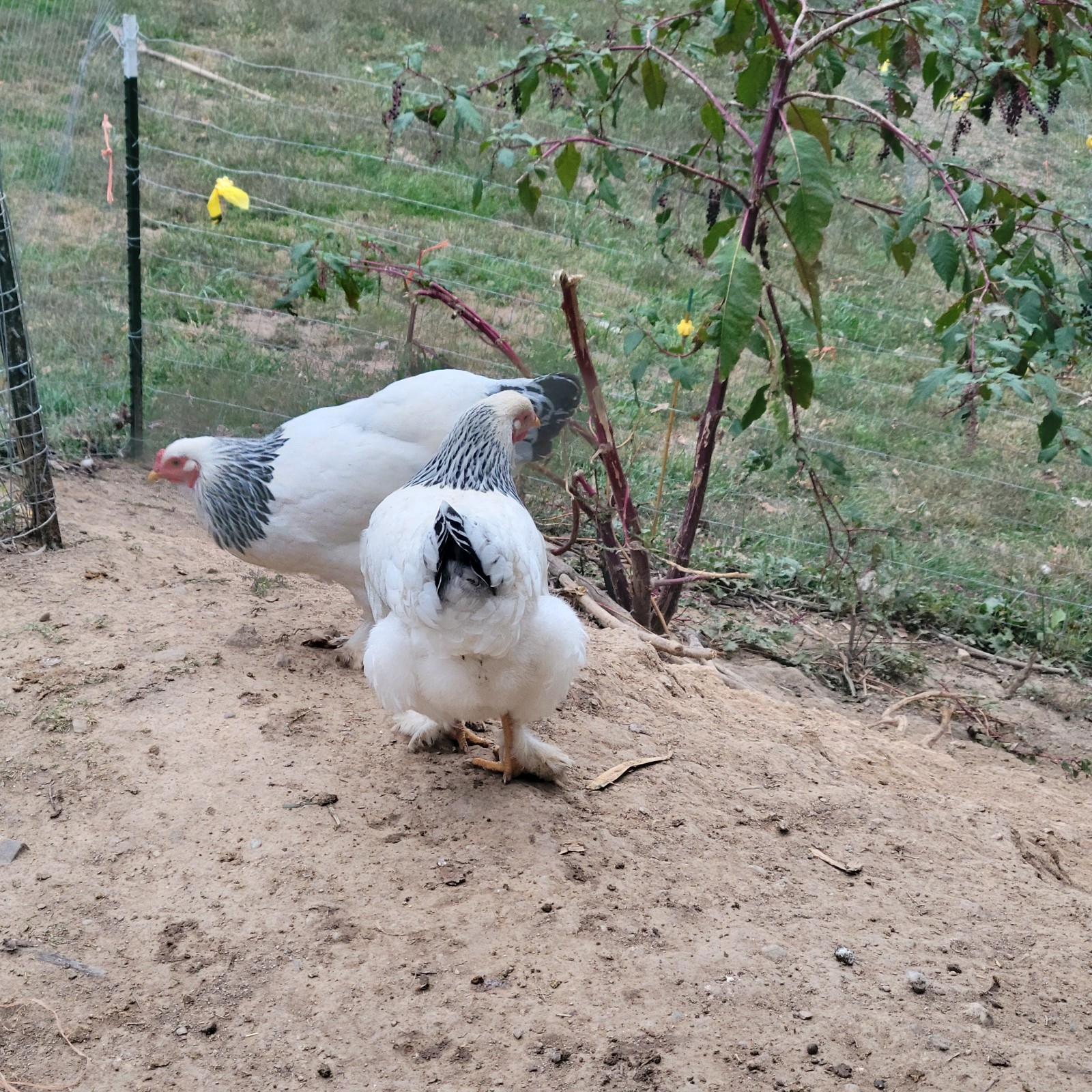 12 Rainbow hatching eggs mixed breeds