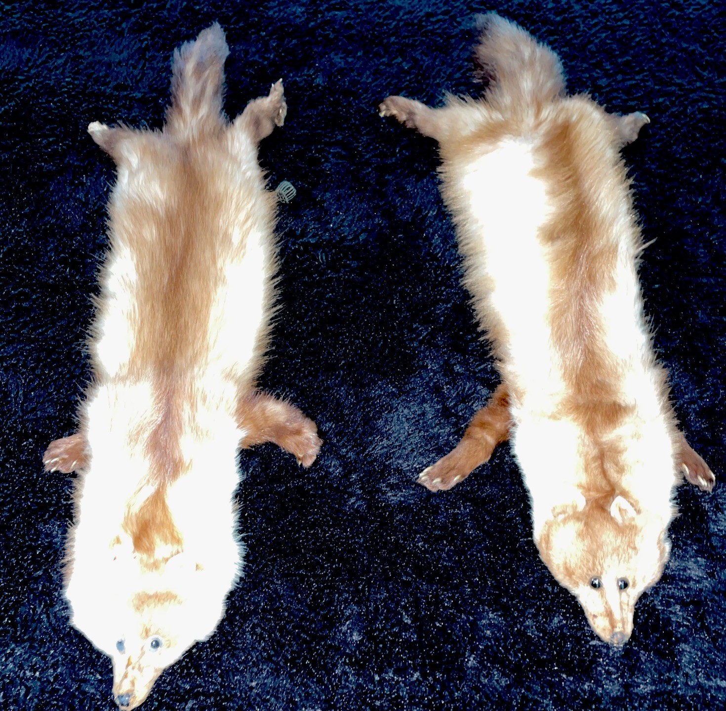 Alaskan Marten Pelt Collar/Shaw - Lot of Two 30” L by 6” W ~ Milton L Gumbert