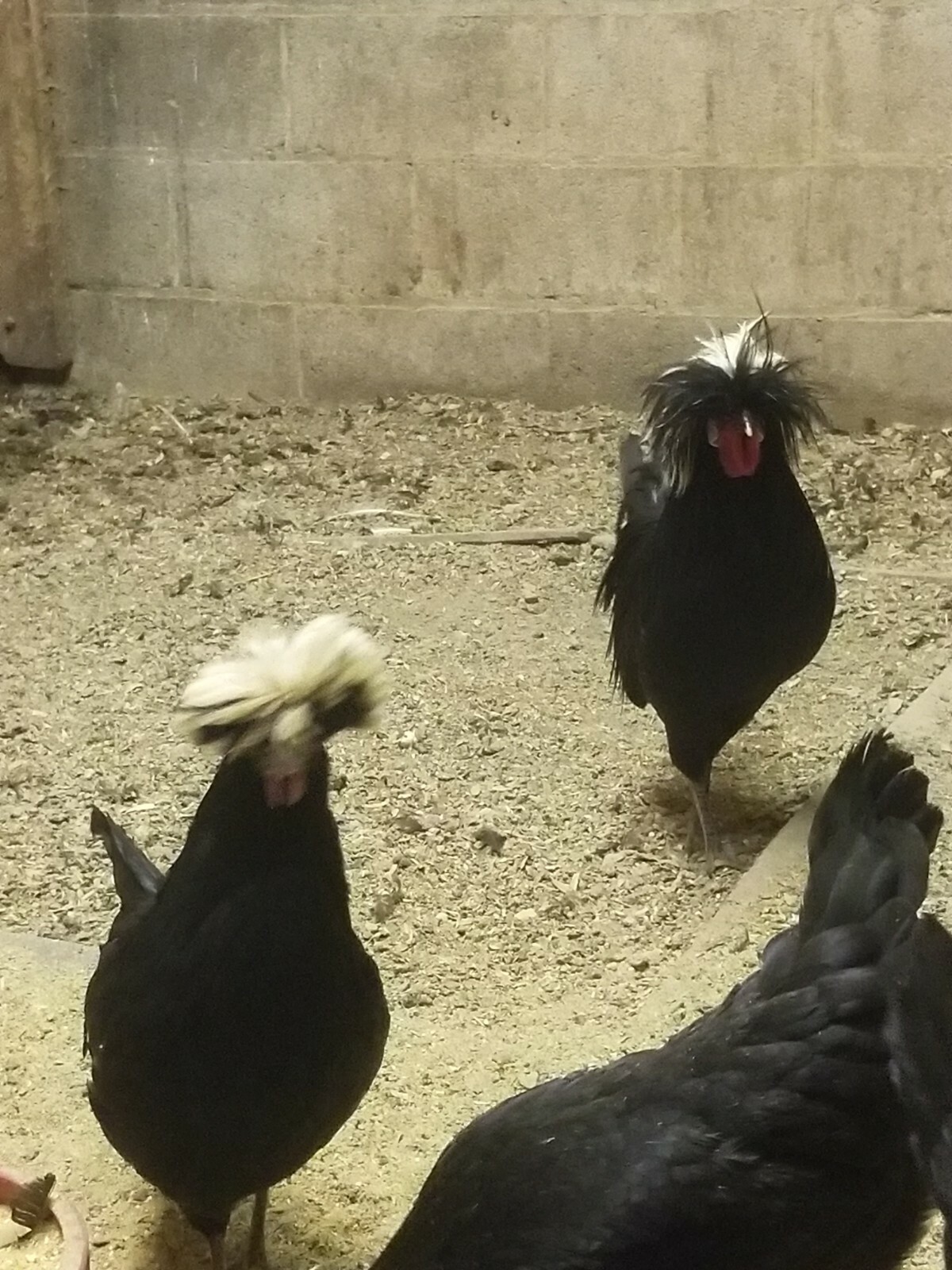 DOZEN White Crested Black Polish Hatching Eggs - Chicken