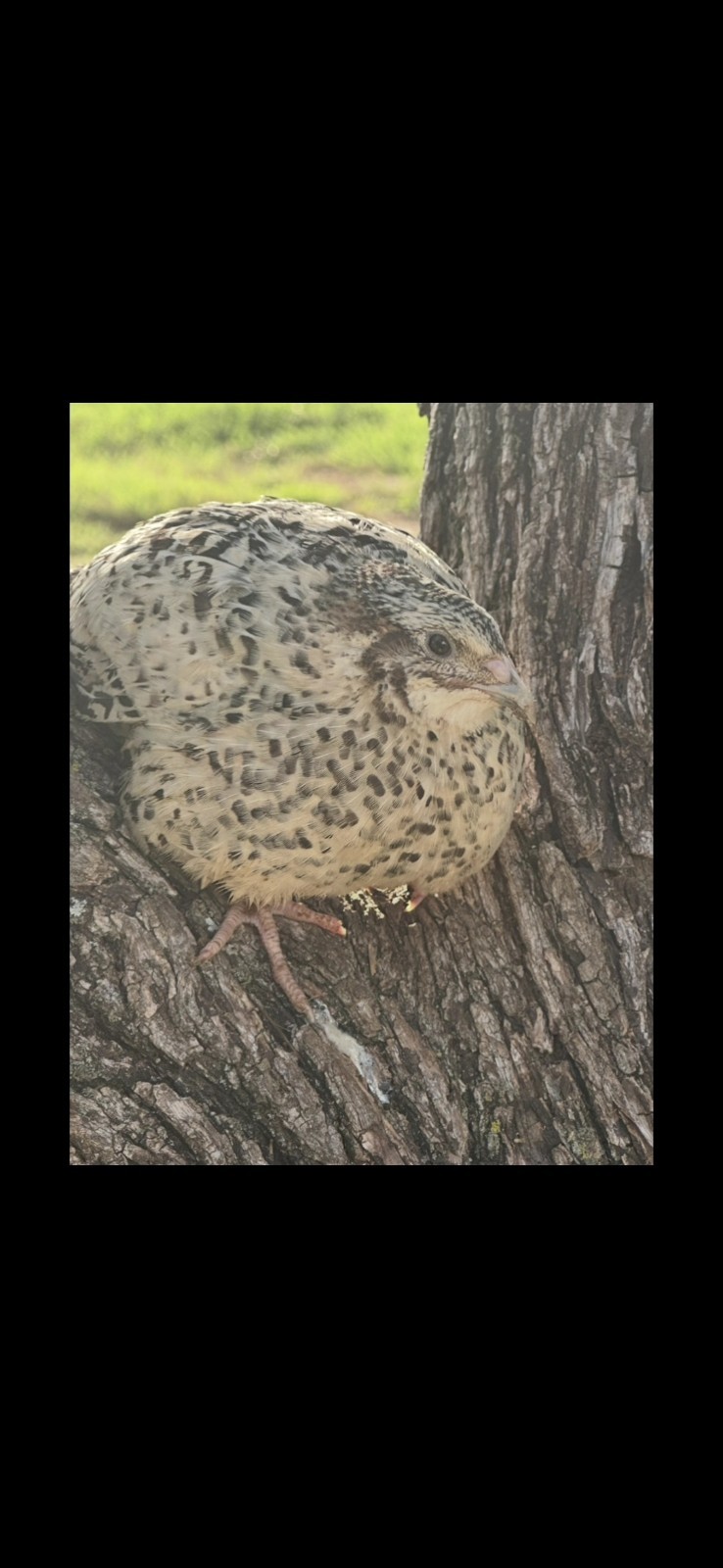 18+ Assorted Rare/Celadon Blue Mix Coturnix Quail Hatching Eggs