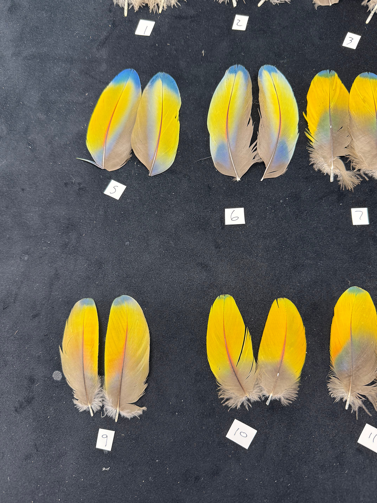 Matched parrot feathers for Salmon Flies