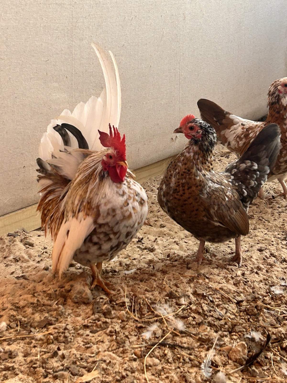 12 Beautiful Serama Hatching Eggs