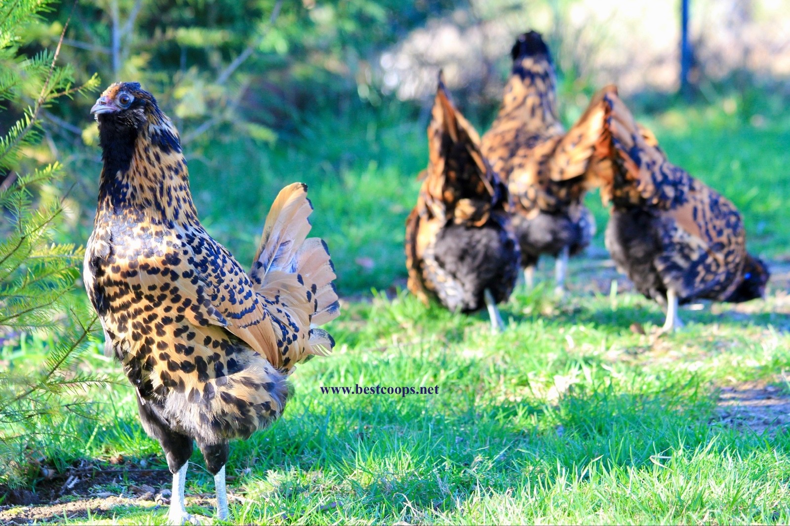 6+ Gold Owlbeard Fertile Chicken Hatching Eggs