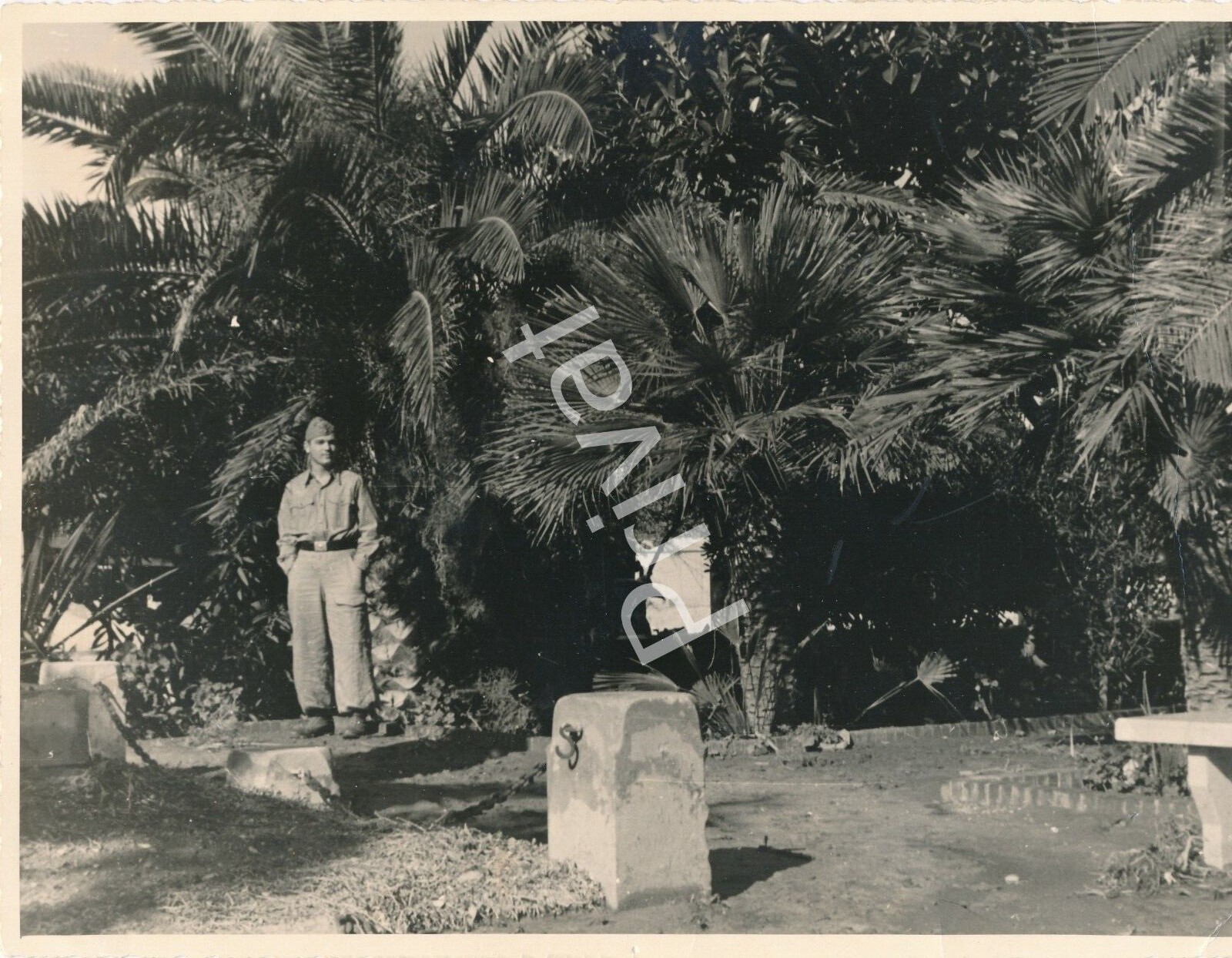 Photo WW II Wehrmacht Portrait of a Young Soldier Palms L1.04