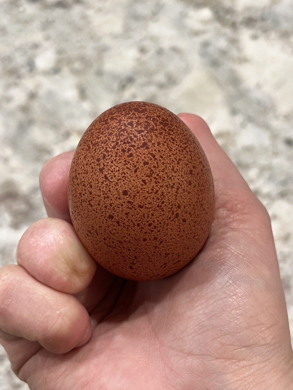 Speckled Galaxy Hatching EGGS Welsummers, Marans, Backcrossed Olive Eggers ✨🐣