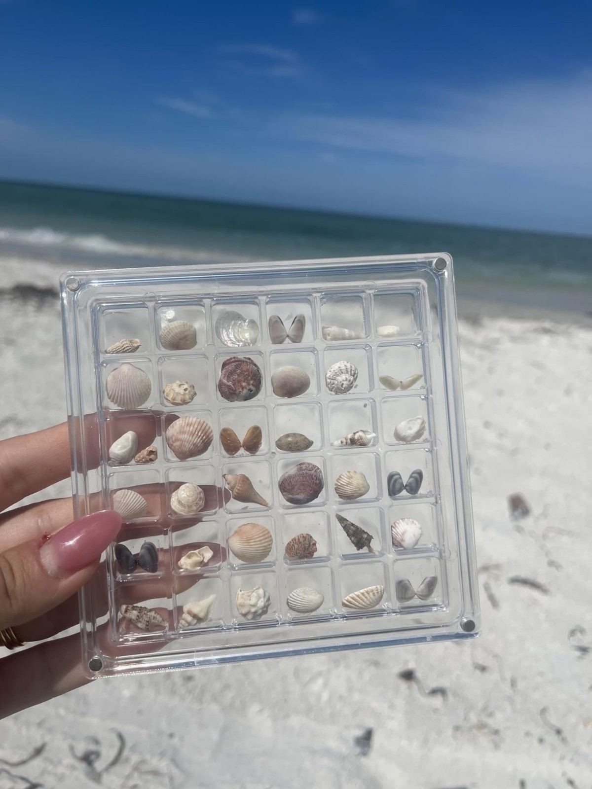 Clear Acrylic Magnetic Seashell Display Box Beach Shell 36 Grid Storage Case NEW
