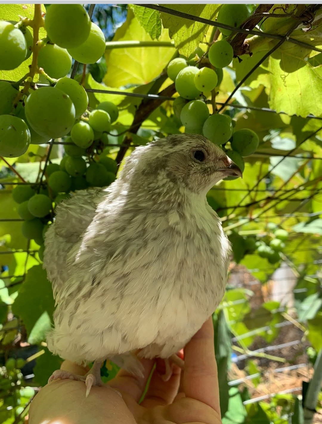 18+ Assorted Rare/Celadon Blue Mix Coturnix Quail Hatching Eggs