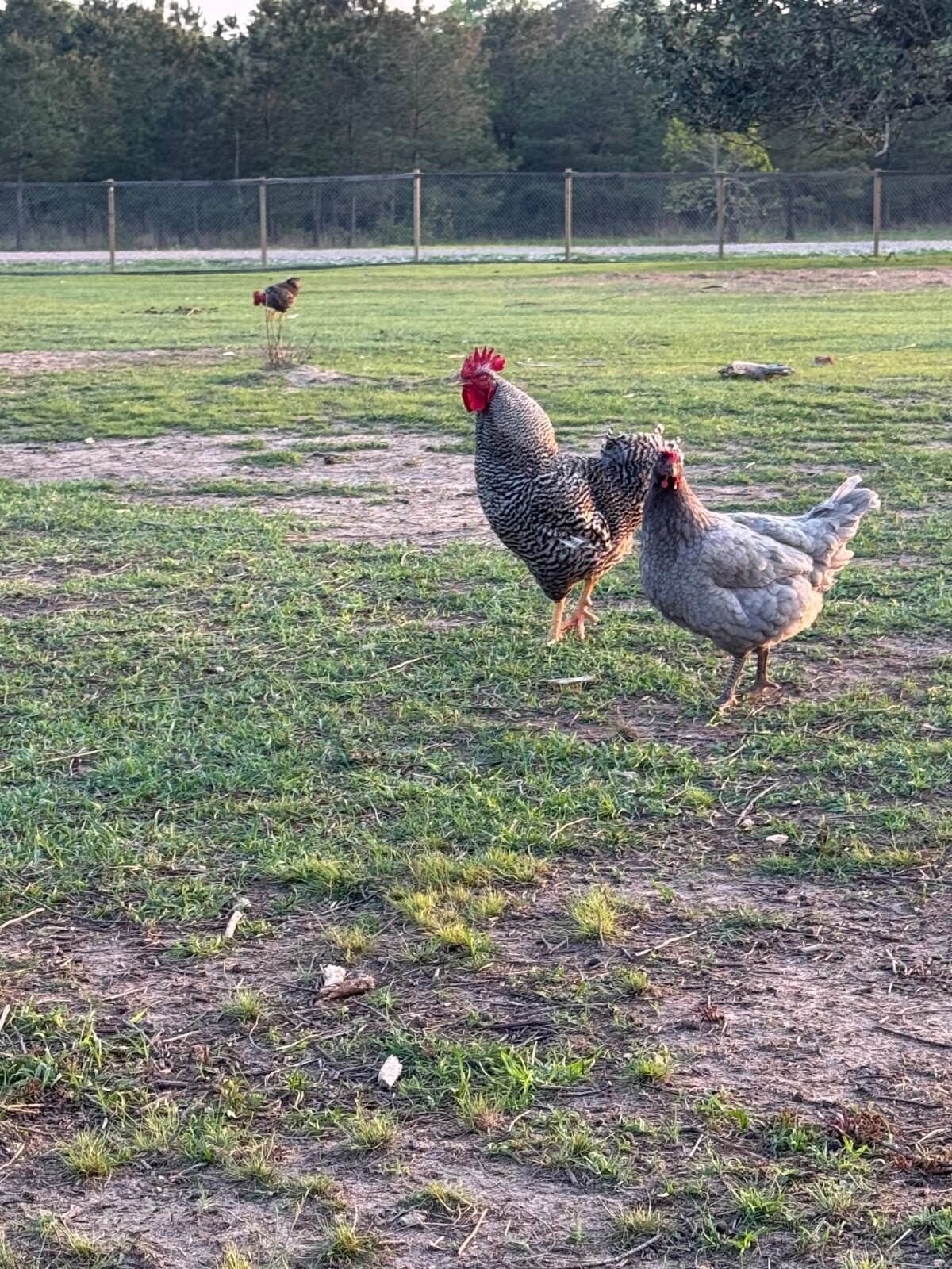 24 Rare Breed Mix Chicken Eggs