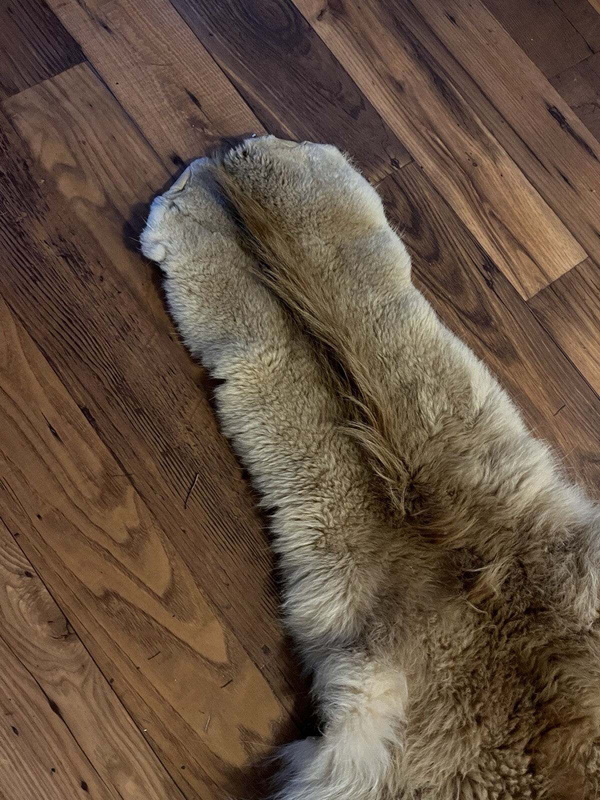 Alpaca Hide