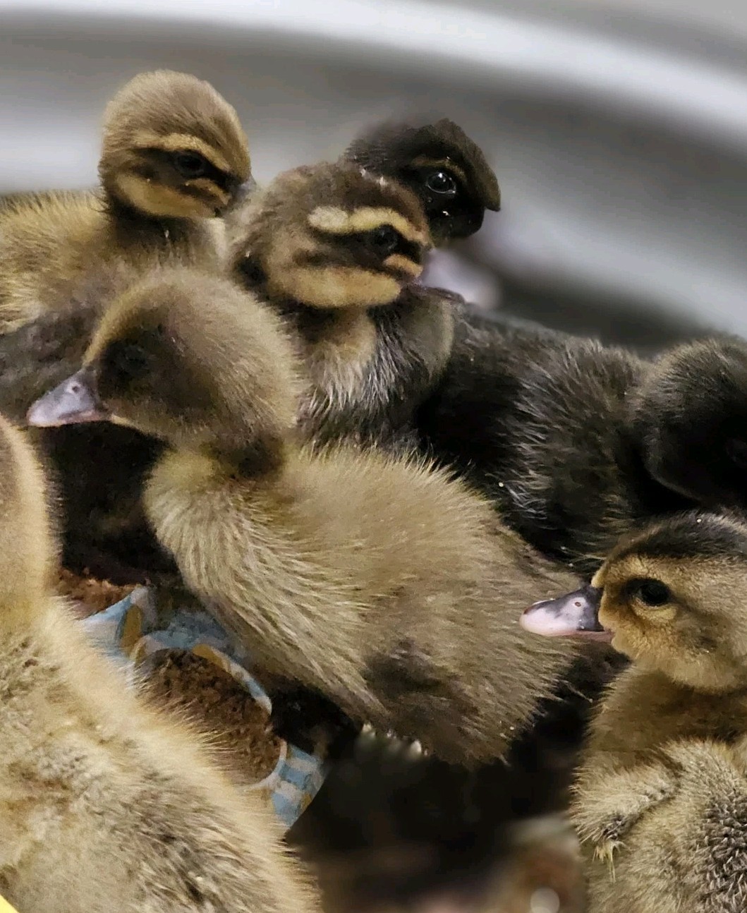 Vaux Fields Poultry Farm - 12 Assorted *Mystery* Hatching Eggs!