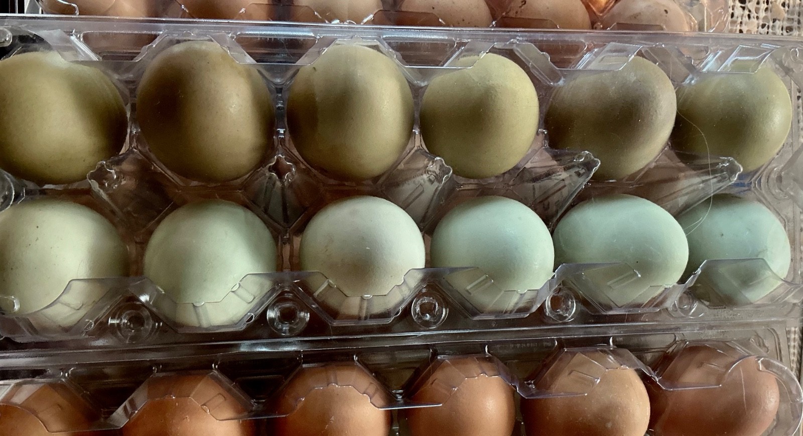Chicken Hatching Eggs, (12), Blue & Green Colors, Mixed Barnyard Flock.