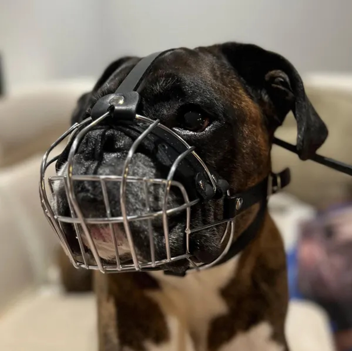 Strong Metal Wire Basket Dog Muzzle for Boxer and Other dogs with short snout