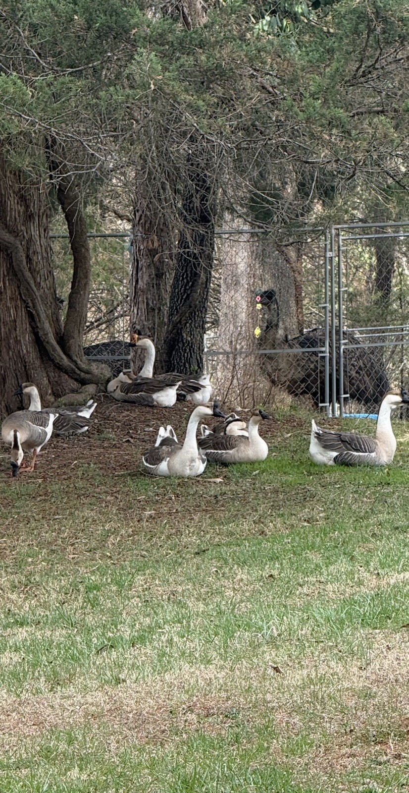 8 Geese Eggs