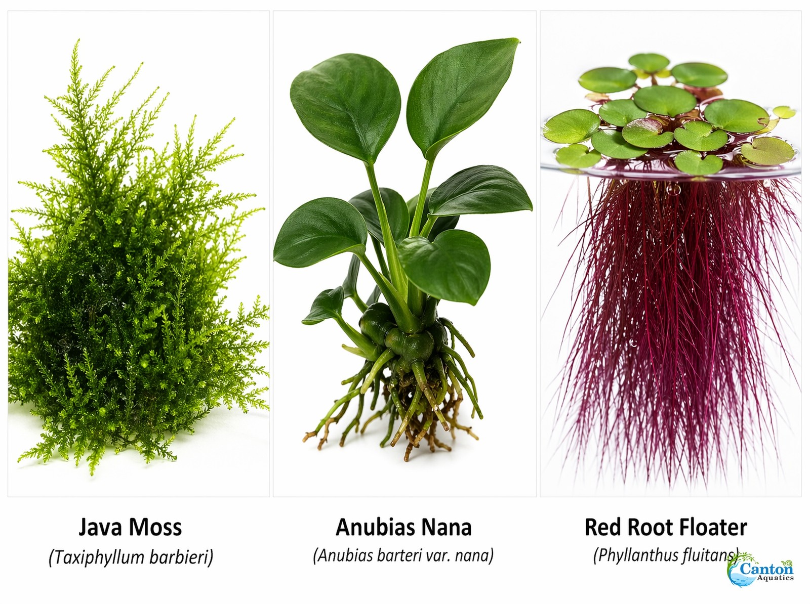 Live Shrimp Tank Plant Bundle Red Root Floater Java Moss Anubias Nana Kit