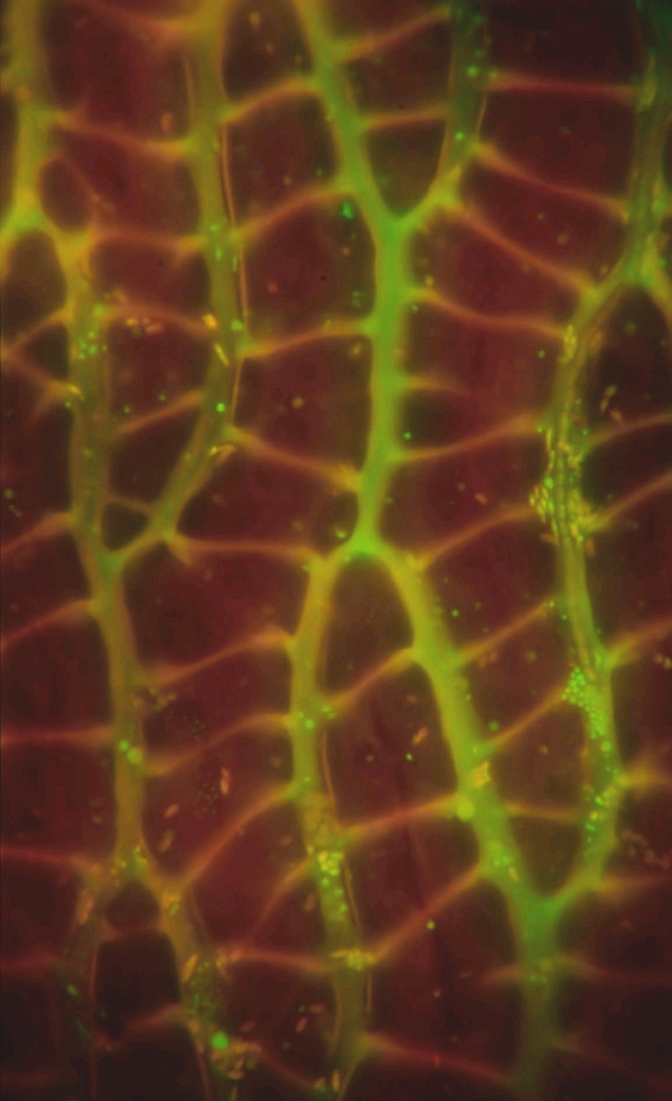 HobbyGlow – Acridine Orange Fluorescence Microscopy Stain