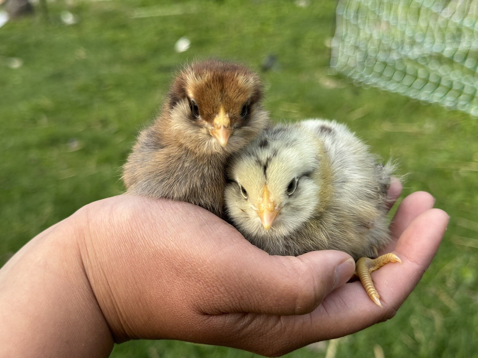 6+ Organically Raised Fertile Easter Egger Chicken Hatching Eggs