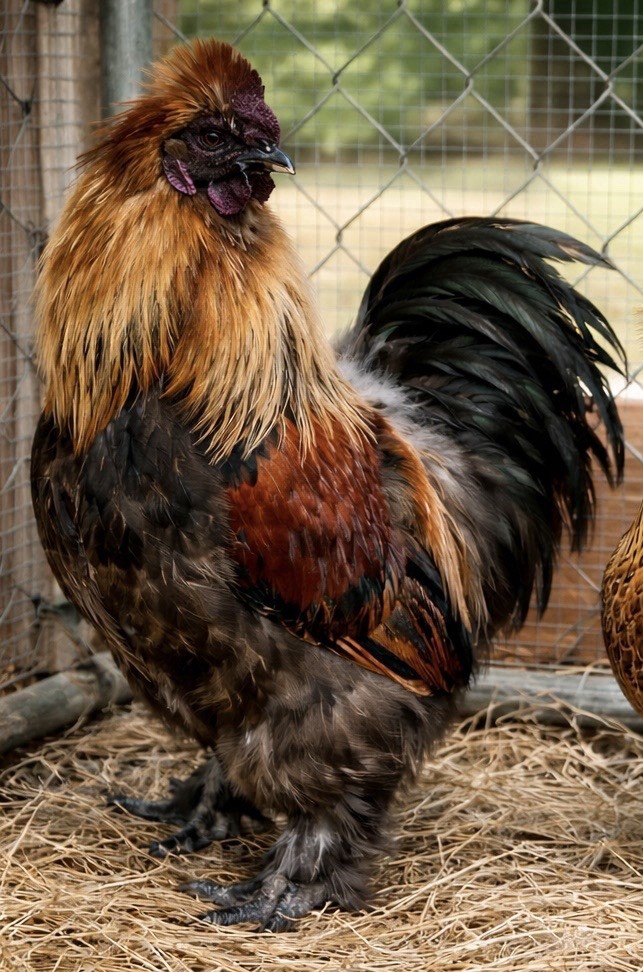 6 Fertile Satin Silkie Hatching Eggs NPIP