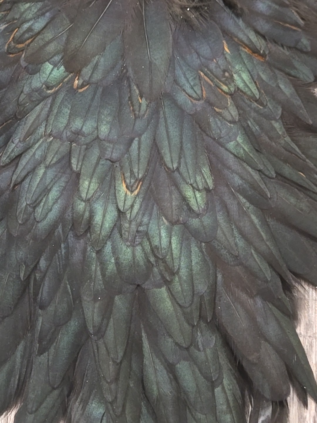 Black Hen Back Saddle Fly Tying Wet Soft Hackle Craft Feathers Material