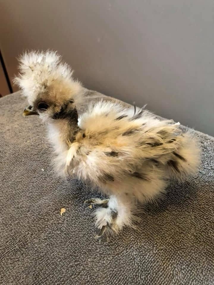 4 (+2 free!) Frizzle Showgirl X Silkie chicken hatching eggs for sale!
