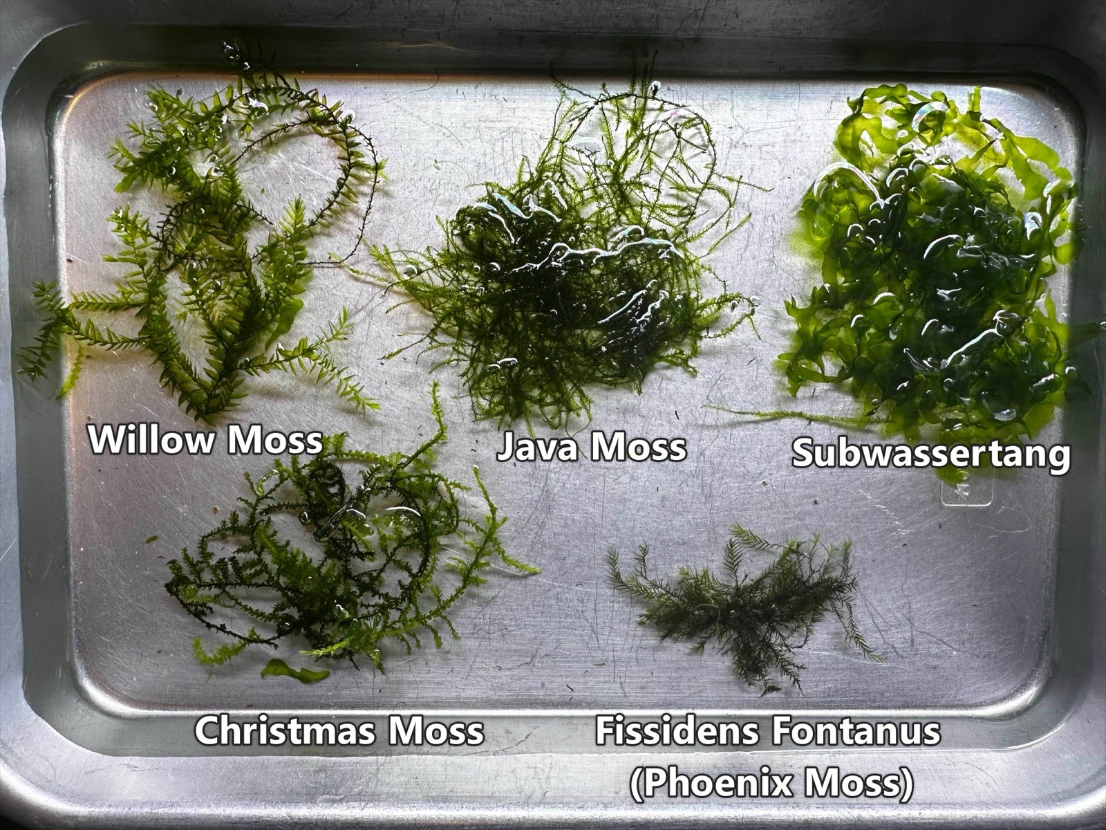 Aquarium Moss Variety Pack - 5 Types of Easy Live Moss