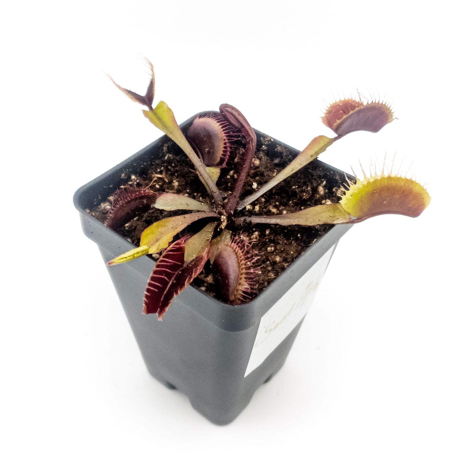 Akai Ryu (Red Dragon) Venus Fly Trap