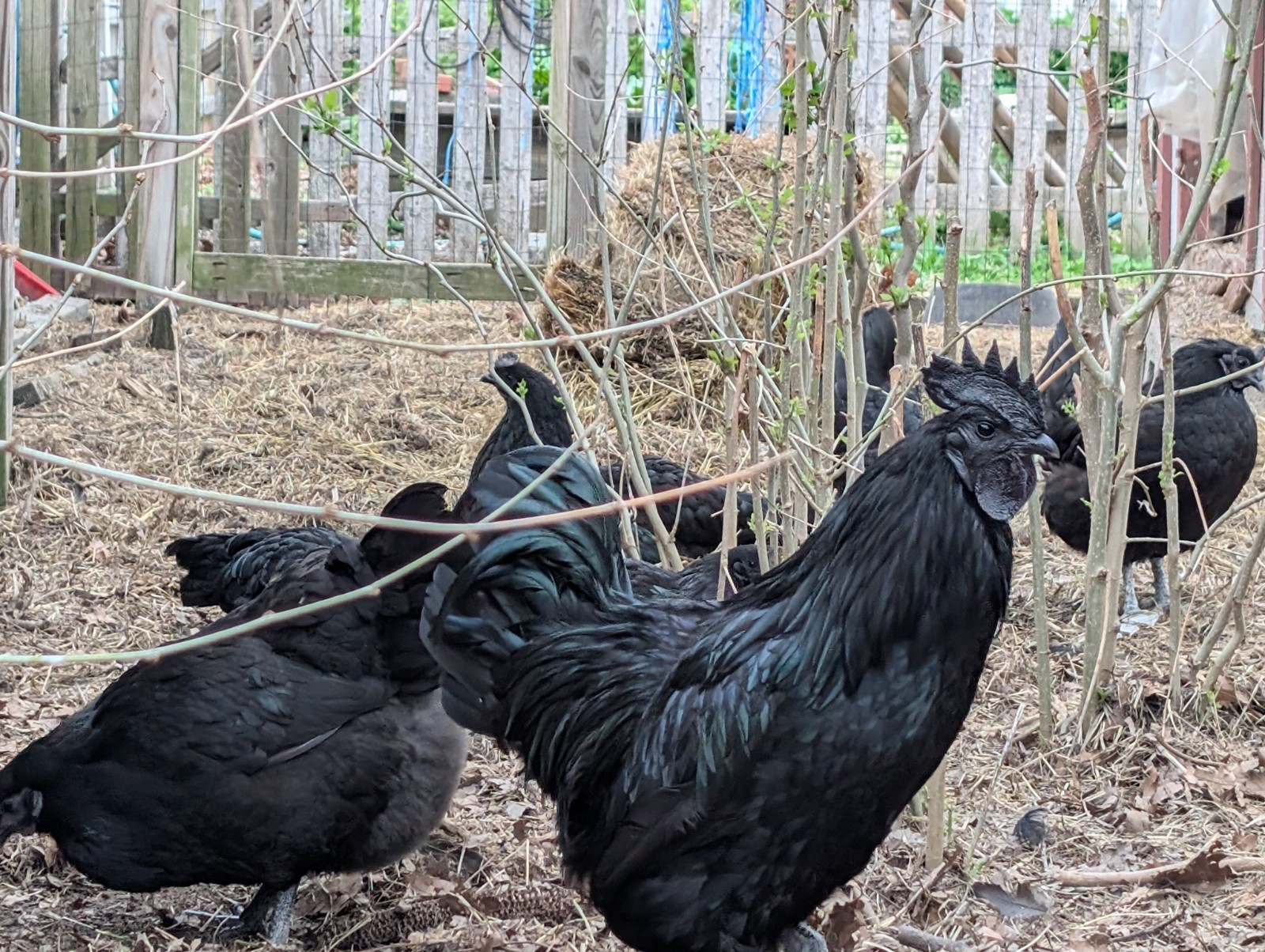 8 Pure Ayam Cemani Indonesia Fresh Fertilized Chick Hatching Black Chicken Eggs