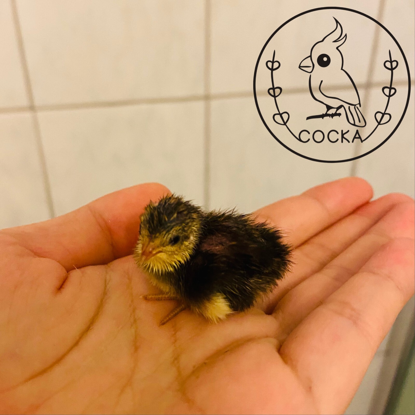 10 Button Quail Hatching Eggs (Fertile Rate Guarantee) Free Shipping COCKA Shop