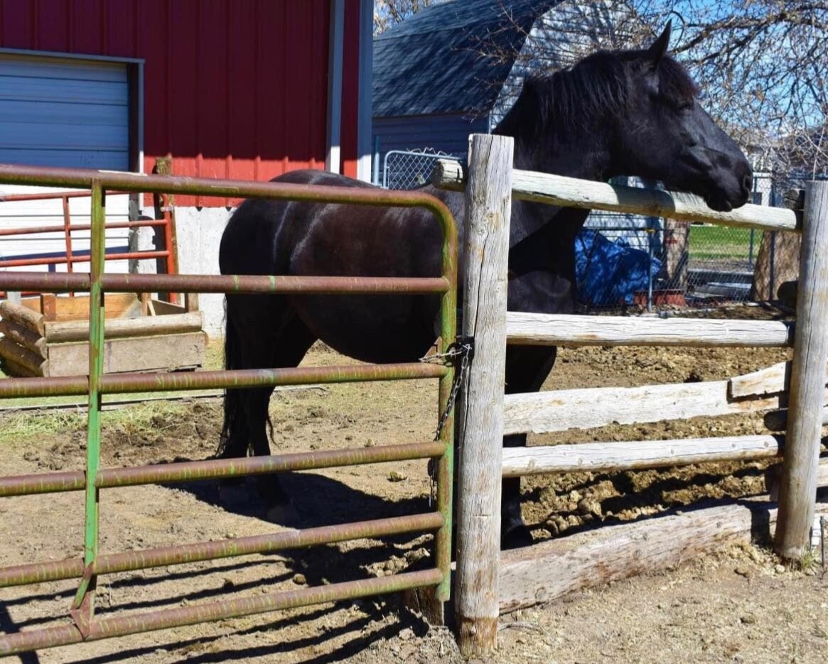 Farm Gate Latch (Black)