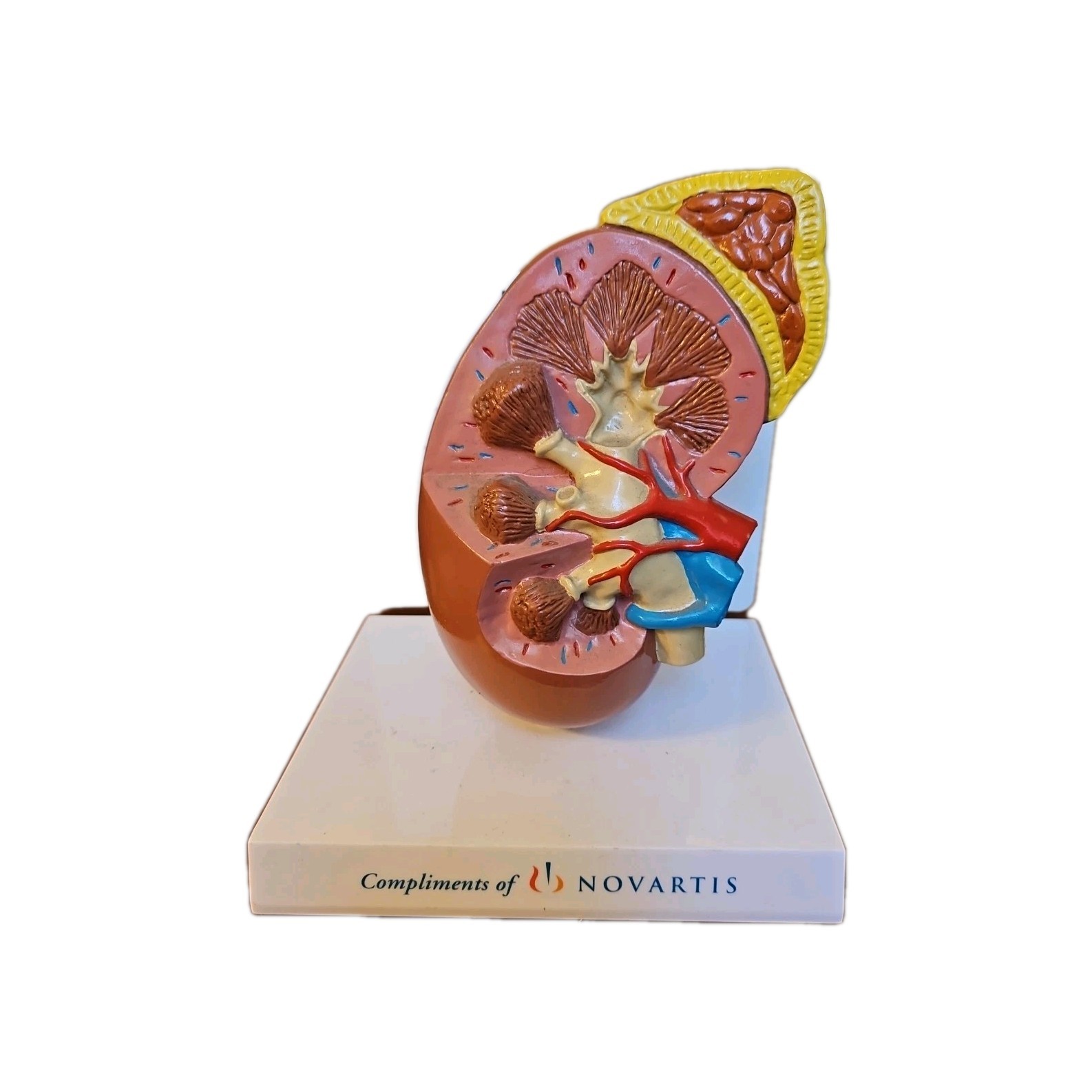 Healthy Kidney Model Anatomicals, Anatomy Key Card F Netter, PHARMACEUTICAL Rep