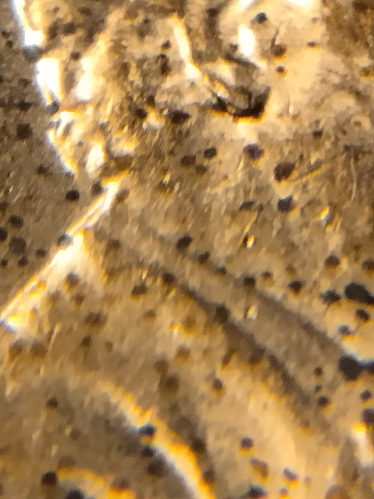 2019 P Lincoln Shield Cent Doubled Earlobe