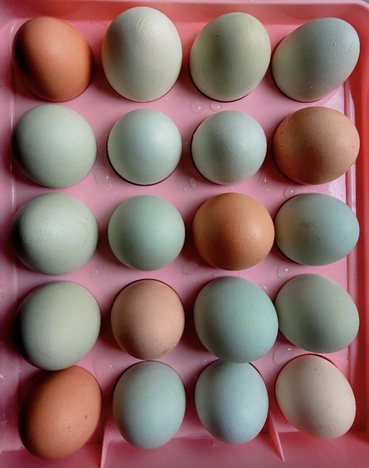 12 Fresh and Fertilized Barnyard Mix Free Range Chicken Hatching Eggs