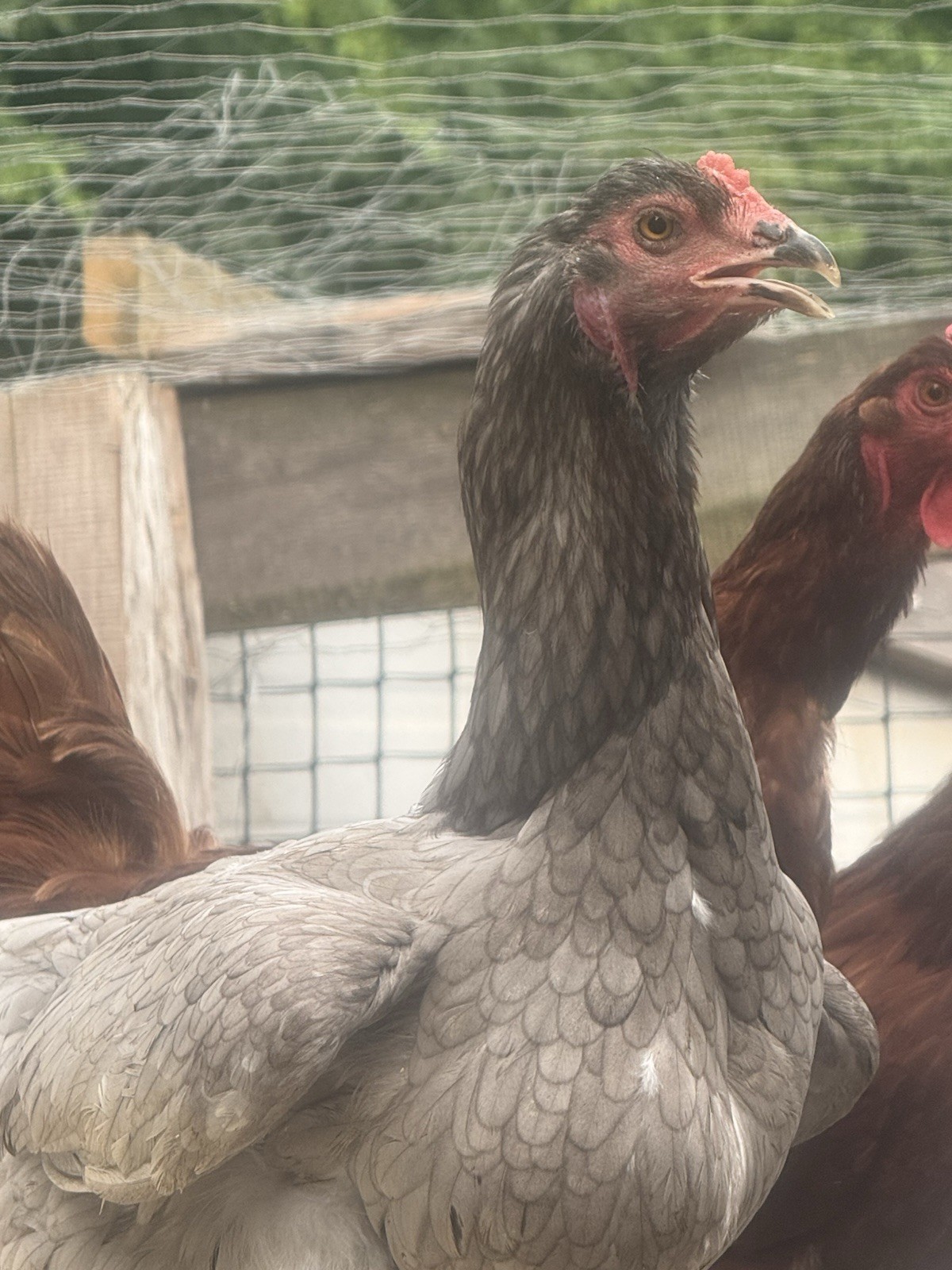 24 F1 Giant Chicks Hatching Eggs - Indio Gigante X Trad Dual Purpose Chickens