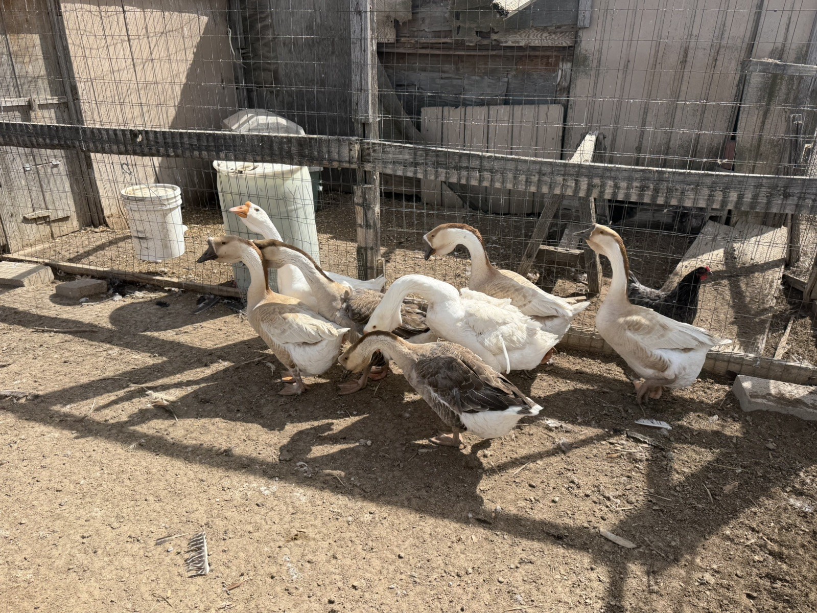 African Dewlap geese Hatching Eggs