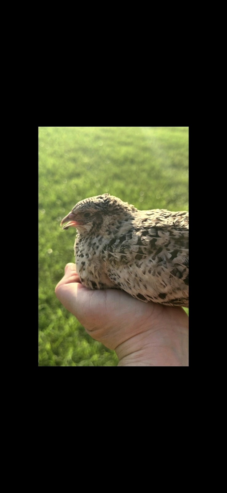 (18+ Total) 9 Celadon Blue/9 AssortedCoturnix Quail Hatching Eggs