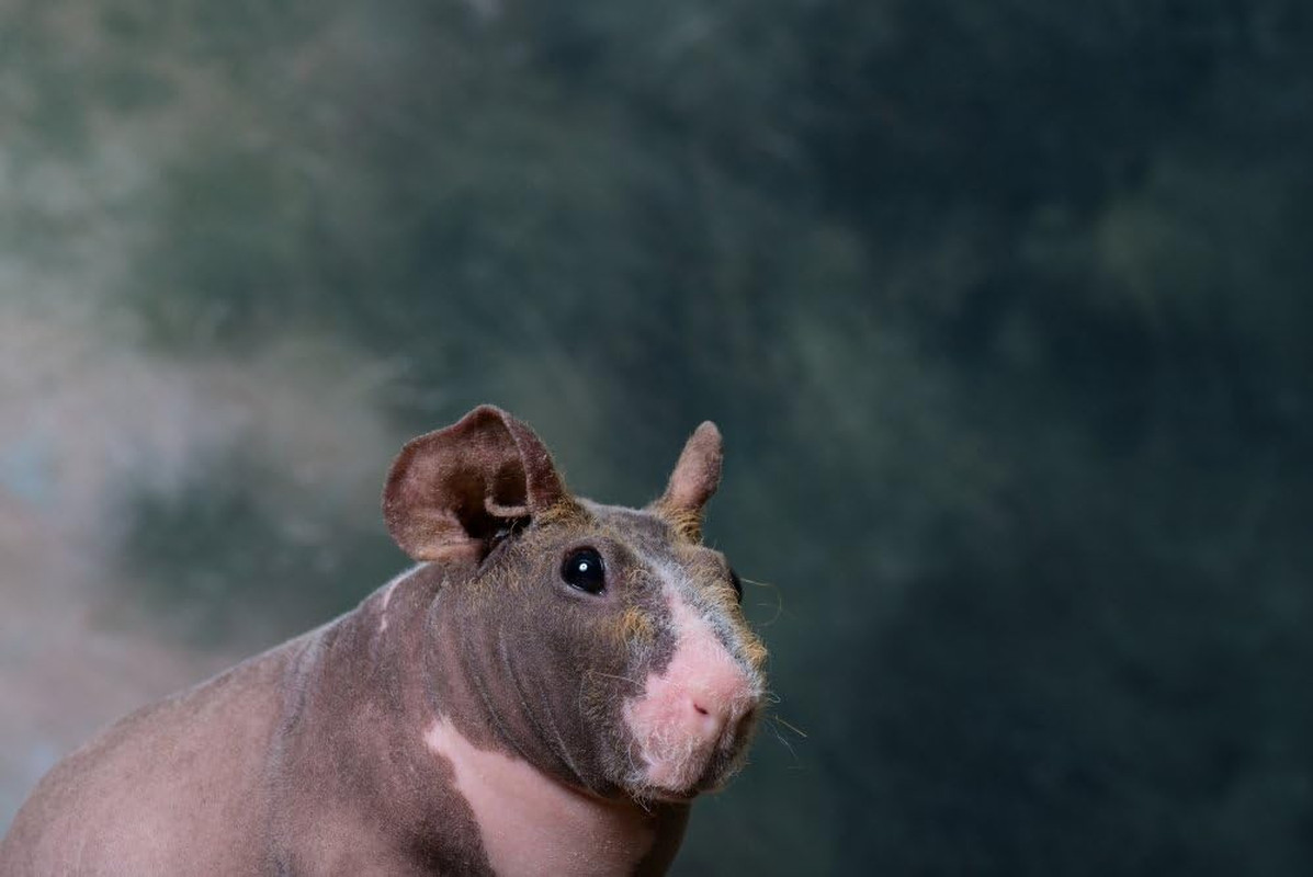 Close-Up of a Skinny Pig Poster Print by  (36 X 24)