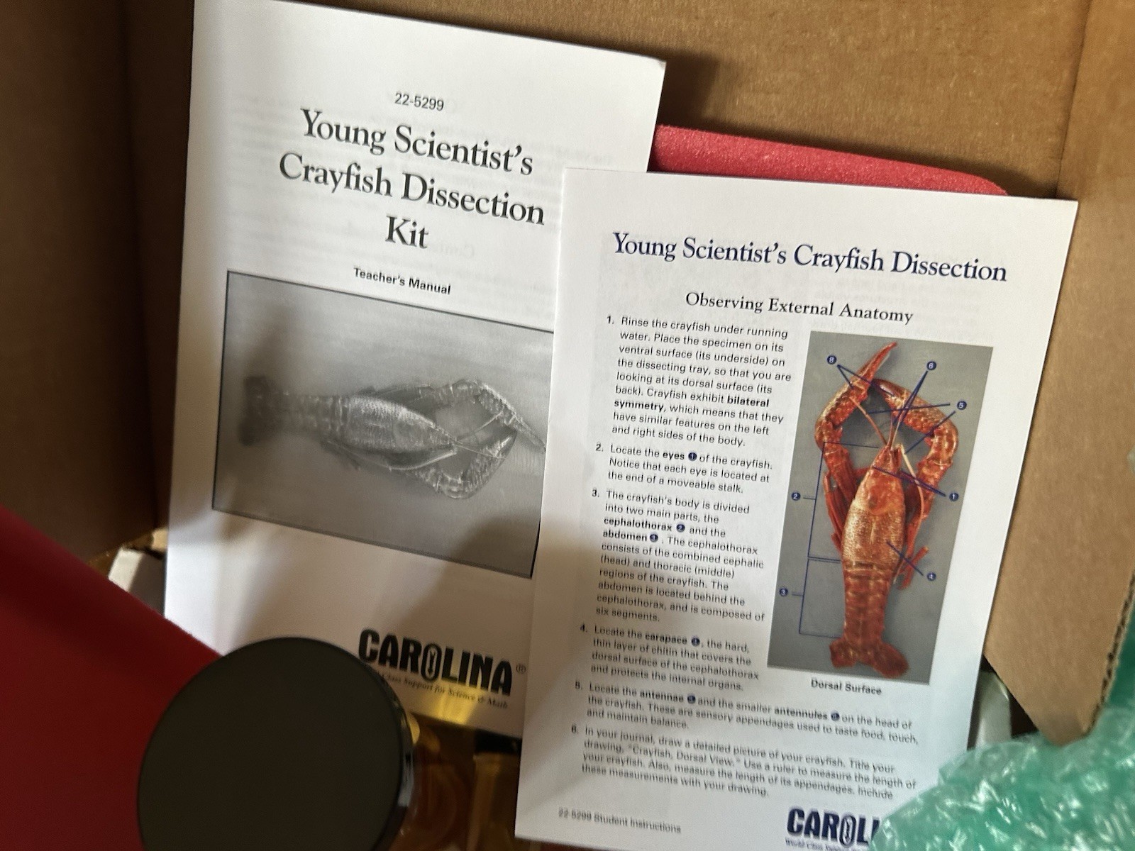 Carolina Crayfish Dissection Kit X 2