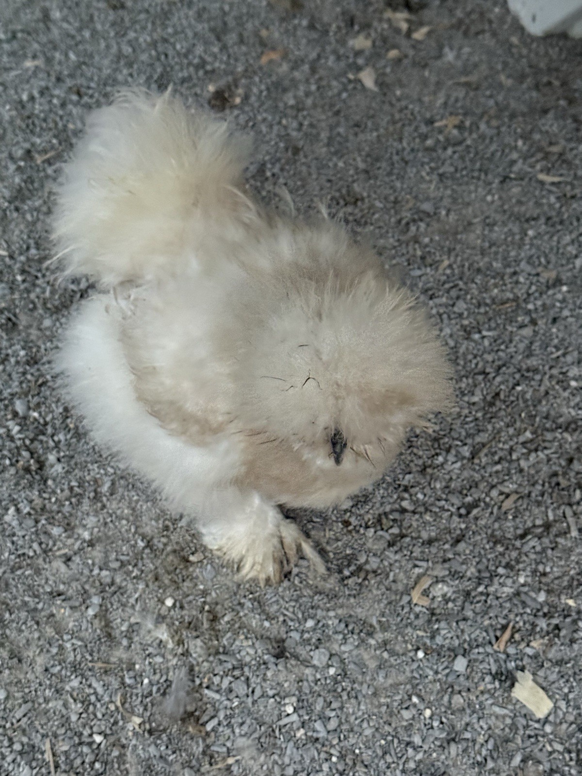 6 Silkie Hatching Eggs – Bearded, Fluffy, Show Quality Mix – Assorted Color