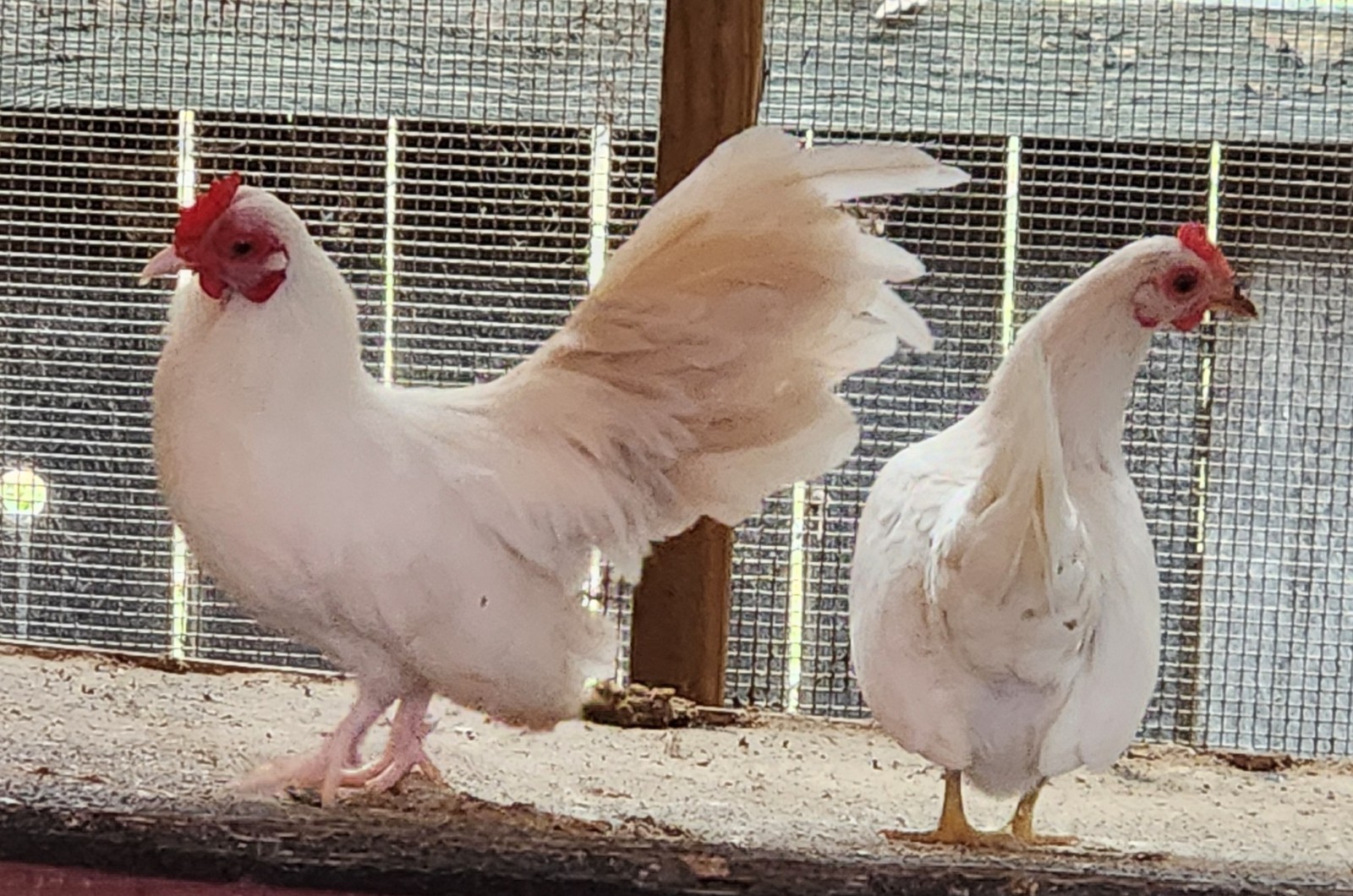 10++ Fertile Show Quality Serama Chicken Hatching Eggs