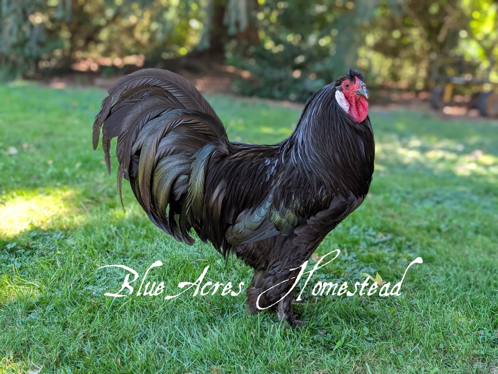 **Breda Fowl Hatching Eggs** - Ultra Rare - One Dozen