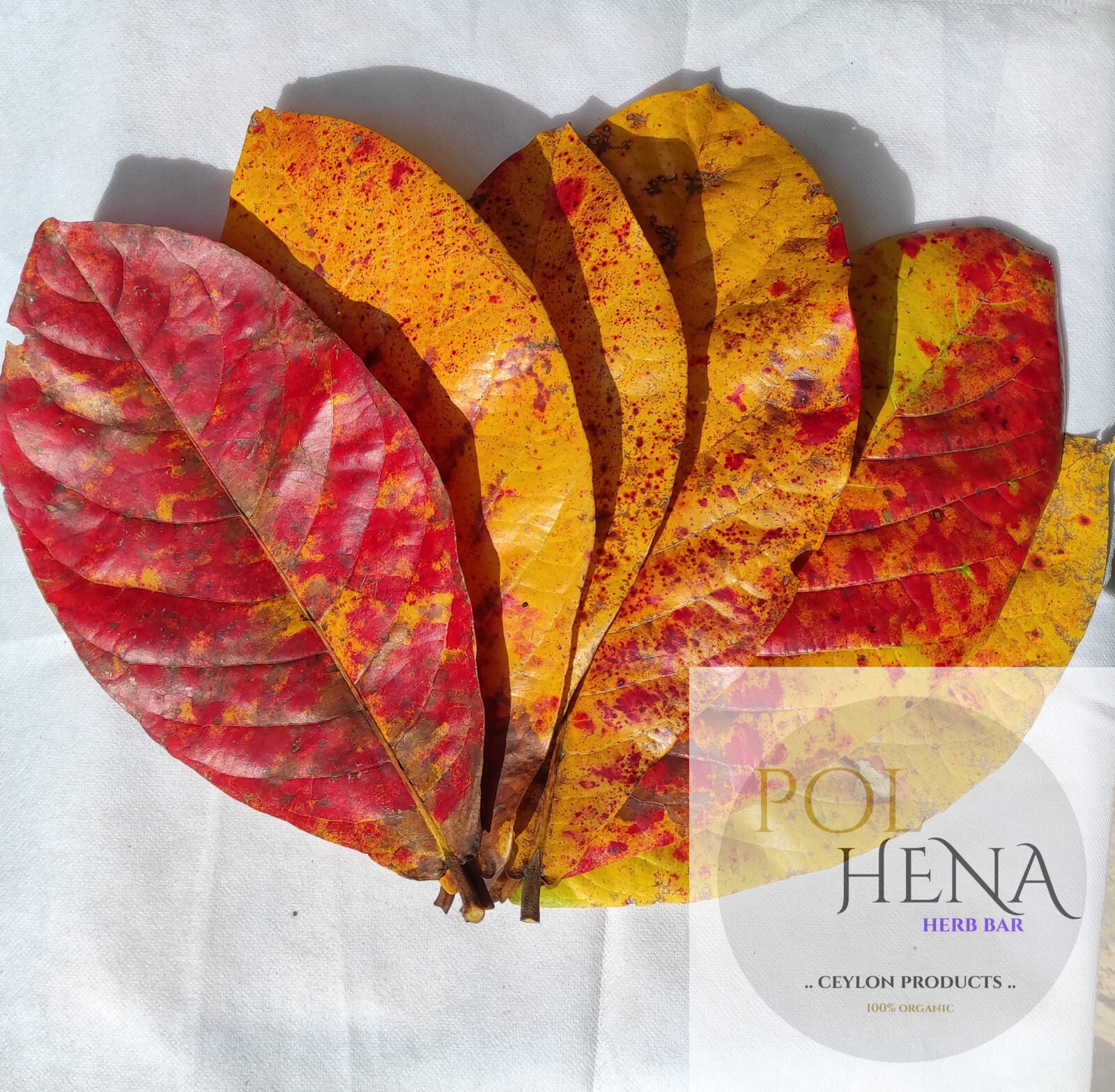 Dried Almond Leaves Indian Almond Leaf Organic Terminalia Catappa Leaf Ketapang