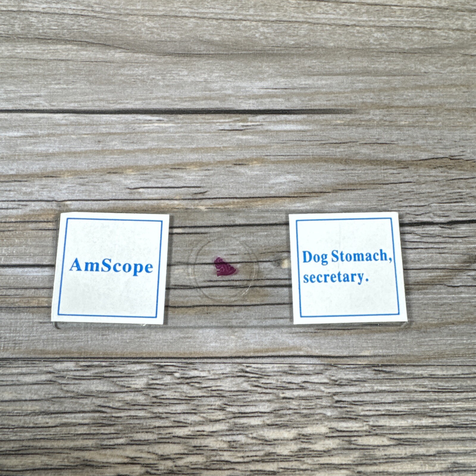 AmScope PS25 Prepared Microscope Slide Set