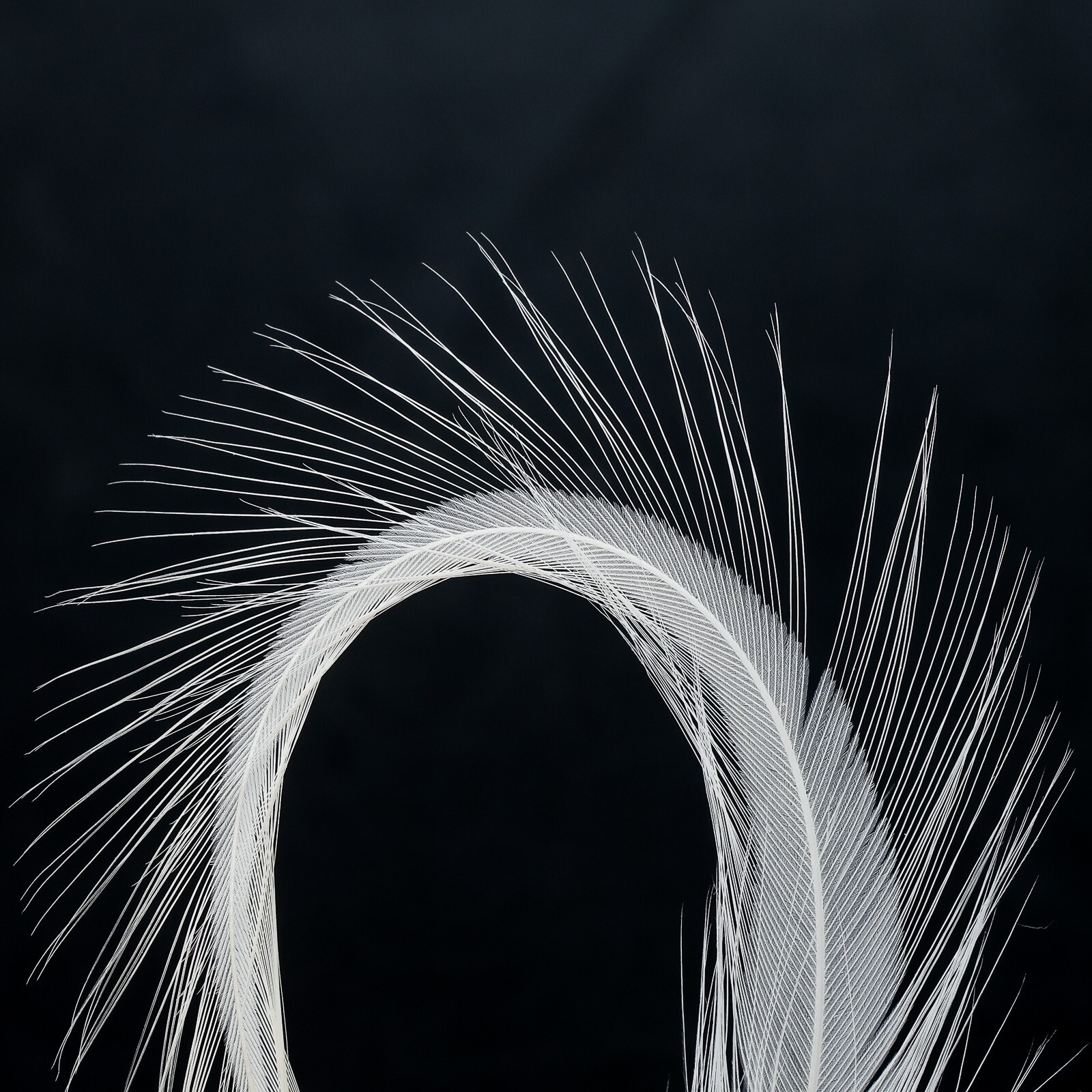 Metz Hackle Deceiver Pack - White
