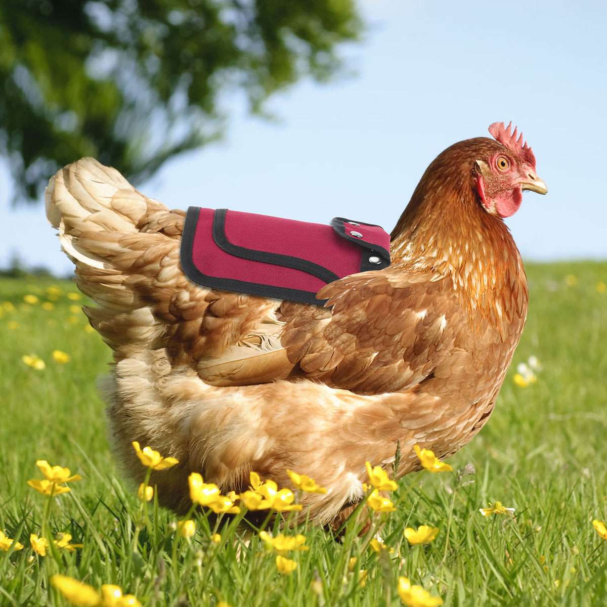 3pcs Pet Protection Back Wing Protector Hen Chicken Saddle Apron Jacket Coat